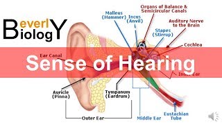 Sense of hearing