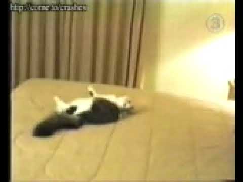Funny clips   Suicide cat mpeg