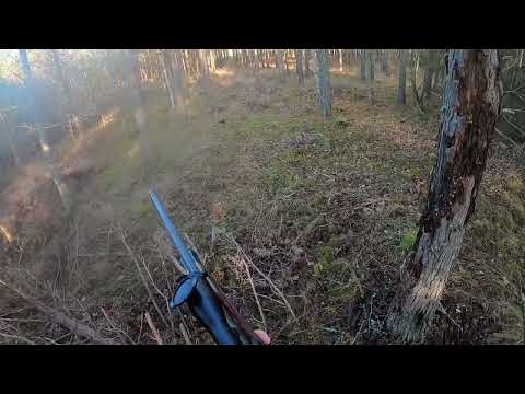 Drevjakt Skåne, dovhjort