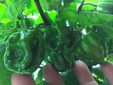 2015 Super Hot Peppers Growing Season - Ep. 13: Explosive Growth Video