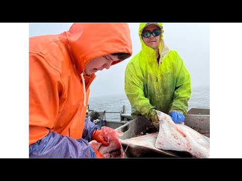 Alaska Halibut Fishing - Hauling Halibut Longline | Alaska Halibut Season 2022