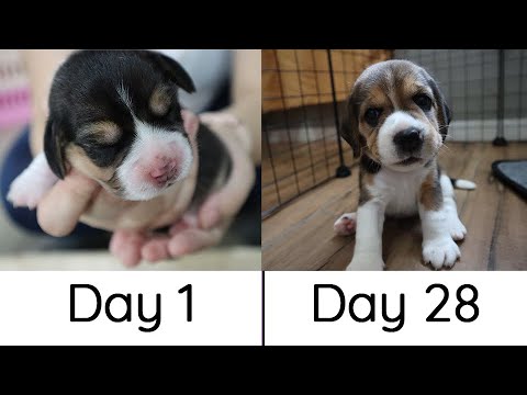 Beagle Puppies