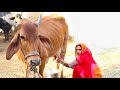 Cow Milking By Hand Cow Milking Village Life Rajasthan Ki Ekta Cow Milking