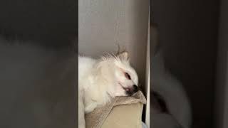 白目いびきチワワʕ̡̢̡ʘ̅͟͜͡ʘ̲̅ʔ̢̡̢