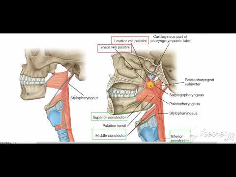 Muscles of soft palate