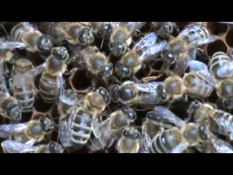 3/3 Apicultura pentru incepatori Stupul fara regina Familia de albine fara matca Cum o salvam