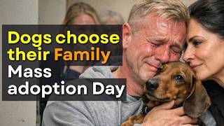 When Dogs Choose Their Humans — Adoption Stories