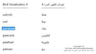 تعلم اللغة الانجليزية الدرس 59 اسماء الطيور بالانجليزي الجزء 4