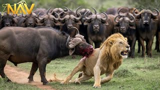 Download lagu Bloody Savannah: The Eternal War of the Predators | Wild Animals mp3