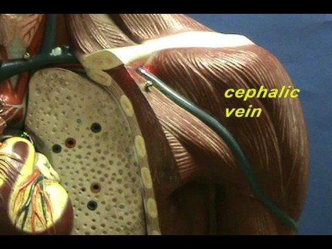 Torso Model - Cephalic and Basilic Veins