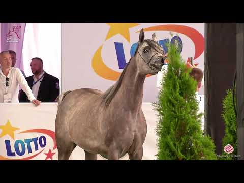 N96 PARANTELLA - 2020 PRIDE OF POLAND - 42nd Arabian Horse National Show - 4-6 Years Old Mares (...