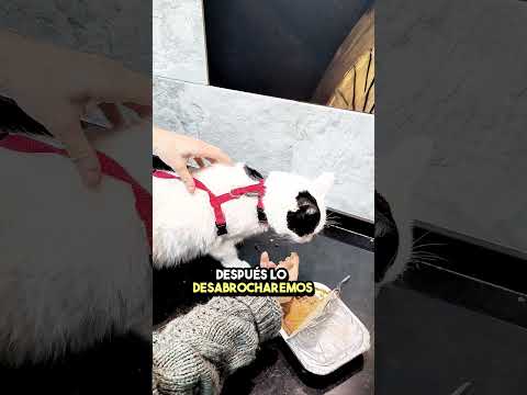 How to WALK a CAT 🐱 | Harness habituation 📝