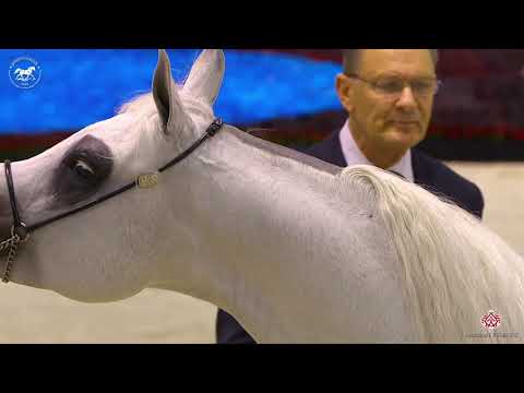 N 147 WORTEX KALLISTE   Dubai Arabian Horse Show 2020   Stallions 4 6 Years Old Class 12