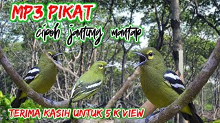 Download lagu Suara Pikat Burung Cipoh Jantung Ribut |Mix Sg Pulot mp3