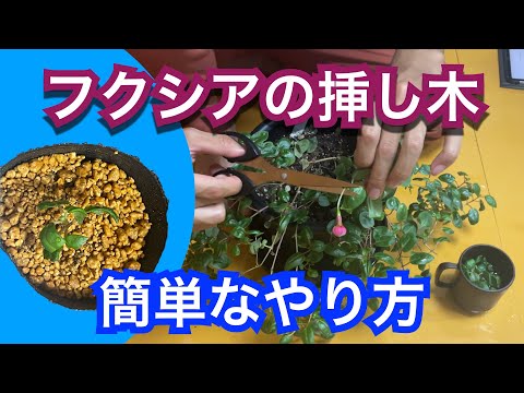 フクシアのカット:これがプロのやり方です 植物