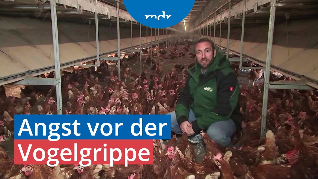 Vogelgrippe: Geflügelzüchter in Sorge | MDR um 4 | MDR