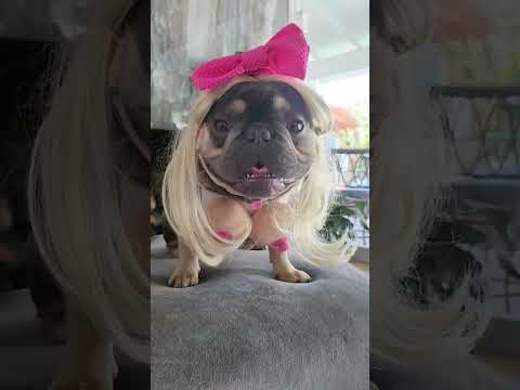 #dogs #foryou #funnypets