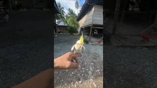 Download lagu Free Fly Parkit Australia #parkitaustralia #burungfalk #freefly mp3 Download lagu Free Fly Parkit Australia #parkitaustralia #burungfalk #freefly mp3