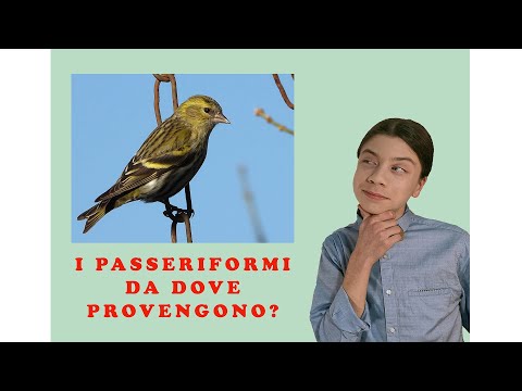 L'Australia, Terra di Evoluzione, e i Passeriformi