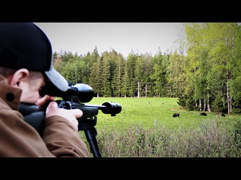 Jakt i Norden- Vildsvinsjakt under sommartid