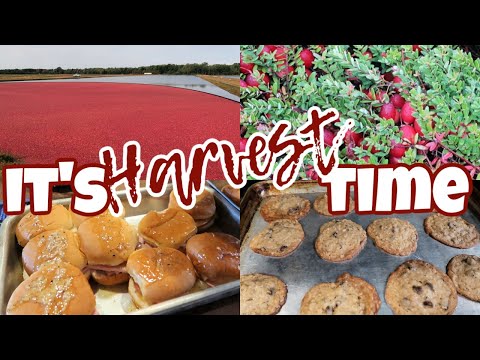 🔴Who's Ready For CRANBERRY Season? | Harvesting Our Early Varieties in Wisconsin