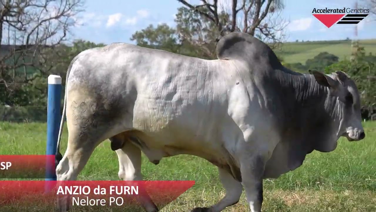 Vídeo ANZIO DA FURN