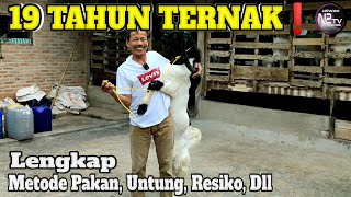 Download lagu FX Marsudi Has 19 Years Focused on Breeding or Kaligesing PE Goats mp3 Download lagu FX Marsudi Has 19 Years Focused on Breeding or Kaligesing PE Goats mp3