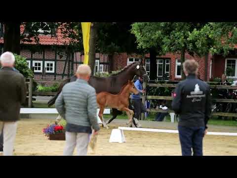 -Endring-40. Stute, geb. 21.05.2022 – FV: Va Bene M: Florenciano – Don Primero