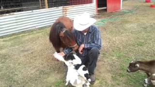 Snow Creek Farm - All of the Animals Gather Around to Watch the Baby Goat Being Fed.
