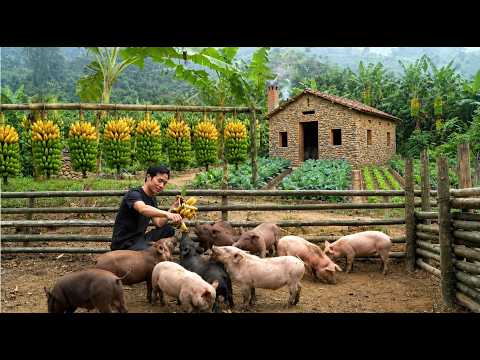 CEO Lost Everything, Built a Stone House to Live Off-Grid