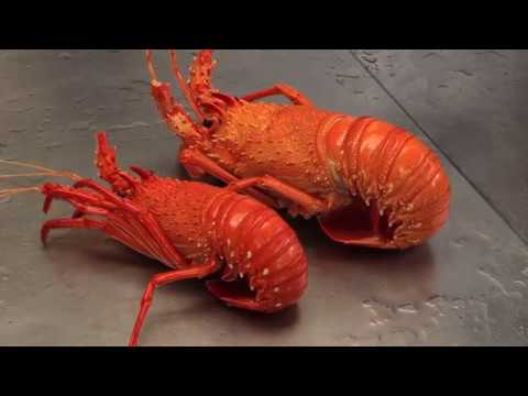 download lagu mp3 mp4 How Long Do You Boil Crayfish, download lagu How Long Do You Boil Crayfish gratis, unduh video klip How Long Do You Boil Crayfish