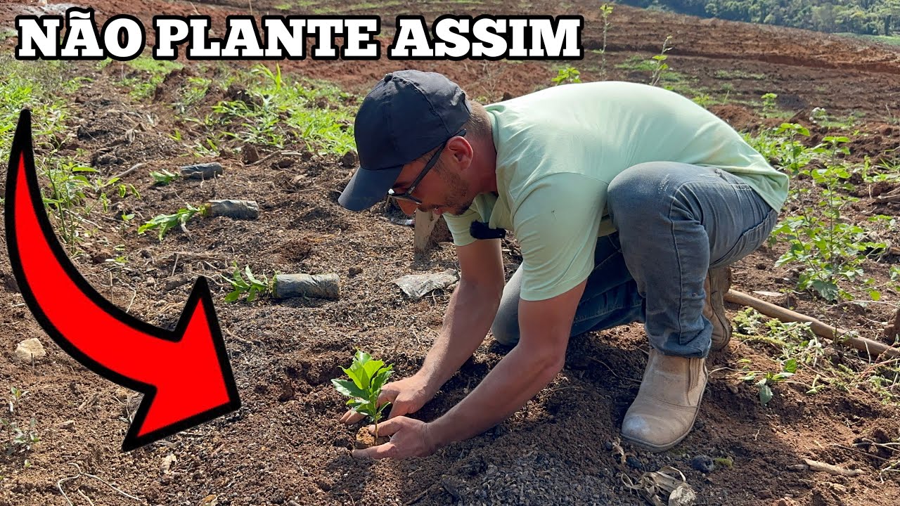 COMO PLANTAR CAFÉ DO JEITO CERTO ACOMPANHE O (PASSO A PASSO)