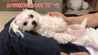 ふわふわマルチーズ犬ぱーるくん＃９　ハウスっていうと隠れちゃうわんこ
