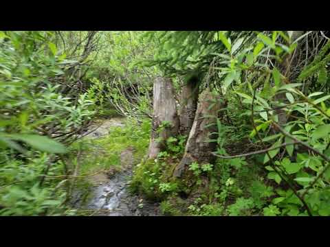 walking east from our campsite through the willows to the little stream that was running near us