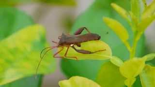 preview picture of video 'Stink Bug Kicking Insect'