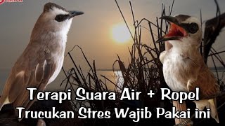 Download lagu Terapi Trucukan biar Cepat gacor || CARA Ampuh mengatasi Trucuk stres & trucukan Macet Bunyi mp3 Download lagu Terapi Trucukan biar Cepat gacor || CARA Ampuh mengatasi Trucuk stres & trucukan Macet Bunyi mp3