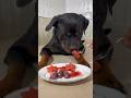 O Cachorro Comendo Coração