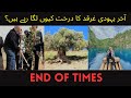 Jews Planting Gharqad Trees Explained In Hindi Urdu