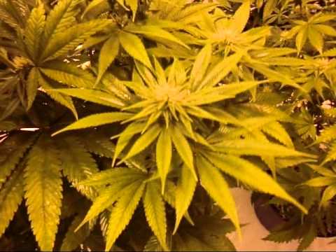 Inside Grow Op Dr.Kronic