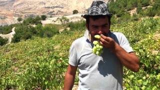 preview picture of video 'K. Maraş Küçüknacar Köyü Kirazlı üzüm bağı'