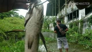 preview picture of video 'Casting Gabus / Haruan SERAM & MENCEKAM di Pabrik Pt. Mardek desa Talang Danto, kec. Tapung Hulu'