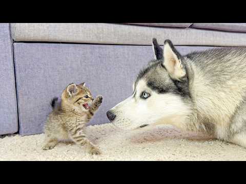 YouTube 썸네일
