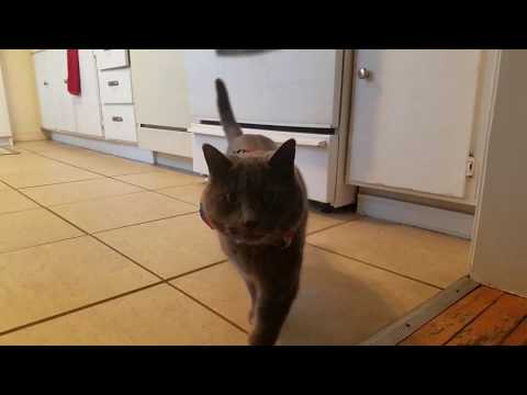 YouTube video about: How to make a bird safe cat collar?