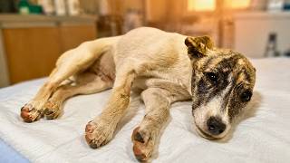 DON'T WATCH: Abandoned Puppy Fights For His Life and We Couldn't Leave Him