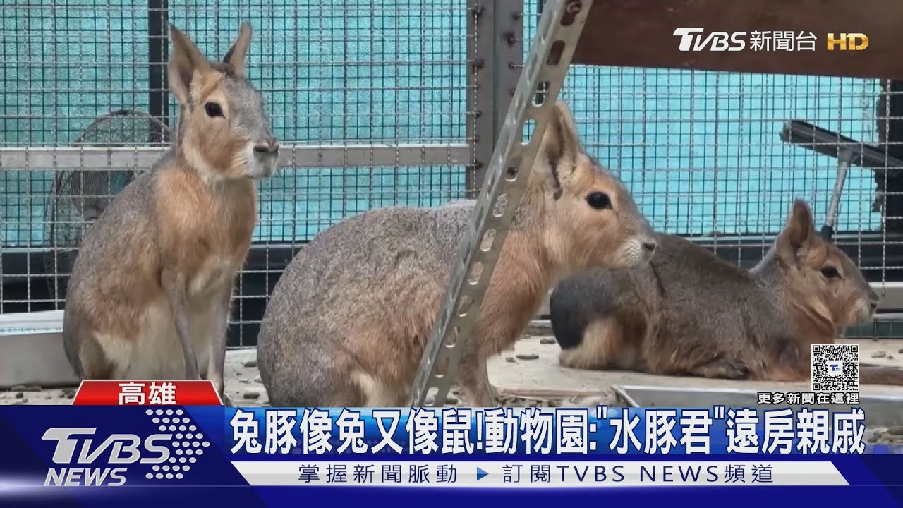 壽山動物園歲末迎新! 長毛昏倒羊、兔豚等超萌新成員來了