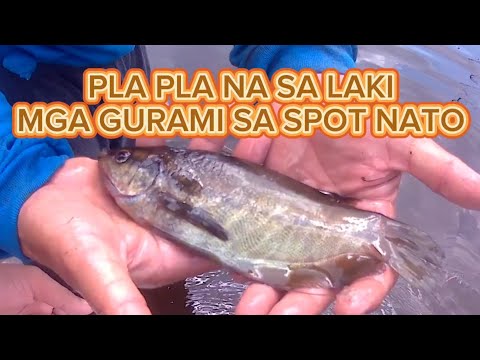 Pamamanti sa lumang fishpond/ Net fishing/KENI TV