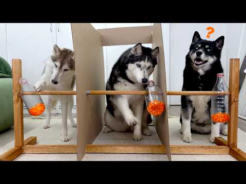Simultaneous IQ Test For THREE DOGS at Once! My Husky is a Genius!