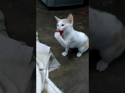 Yaksha Playing Unique Video 📸