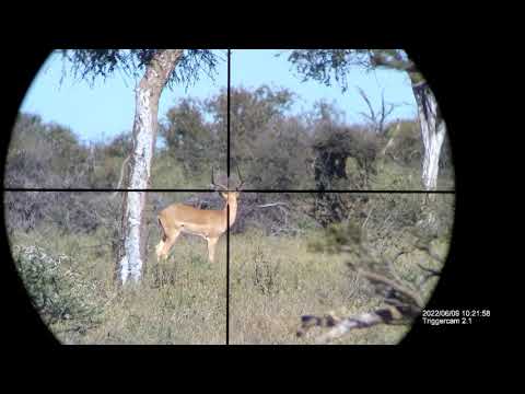 Trophy Impala Ram Hunt... Did not even notice me!
