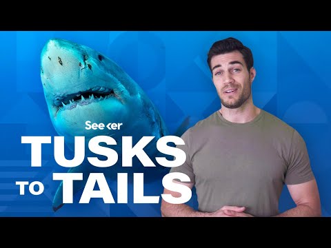 鯊魚是如何利用電力來感知獵物的？ (How Sharks Use Electricity To Sense Prey)